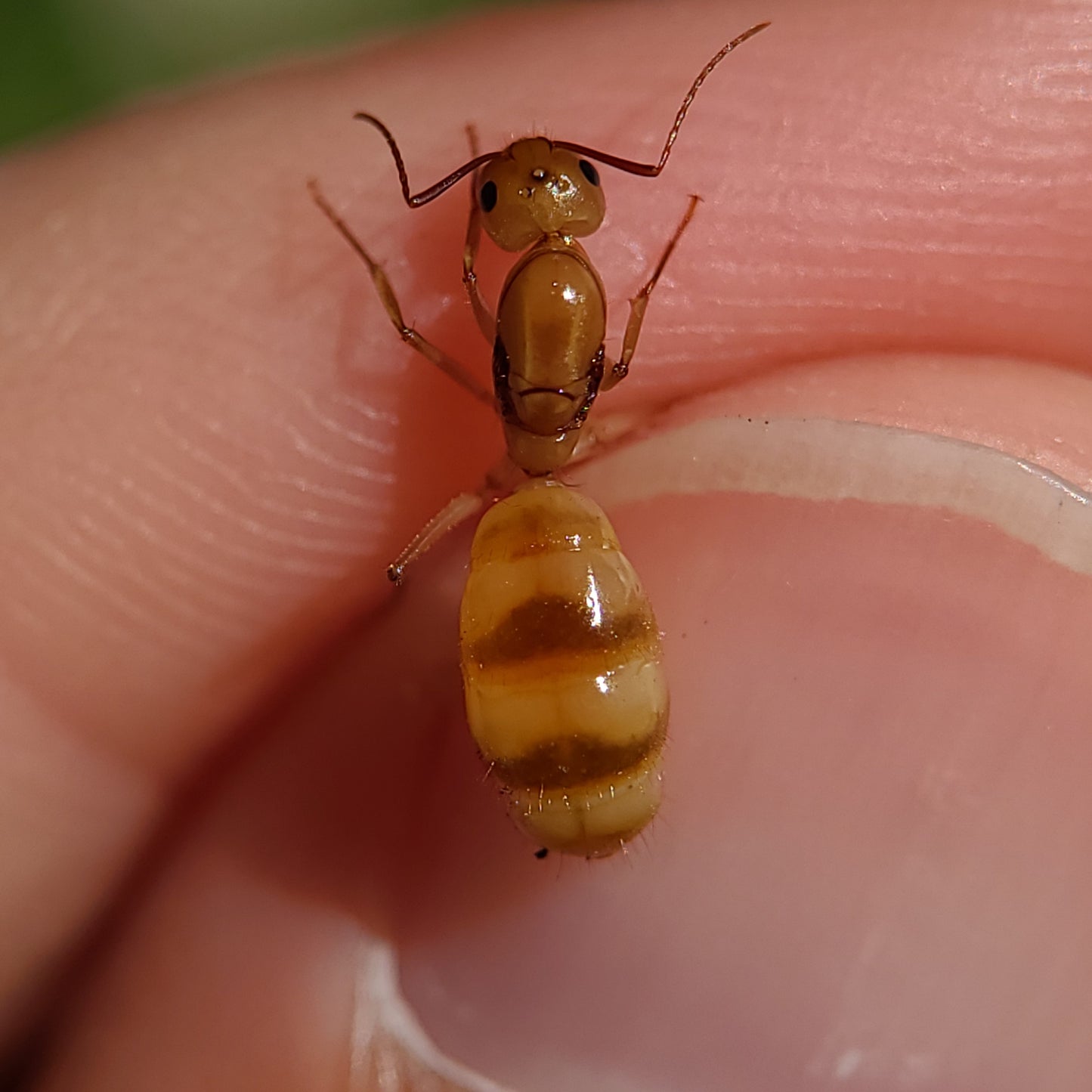 Camponotus fragilis