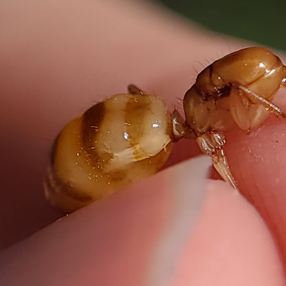 Camponotus fragilis