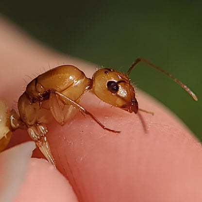 Camponotus fragilis