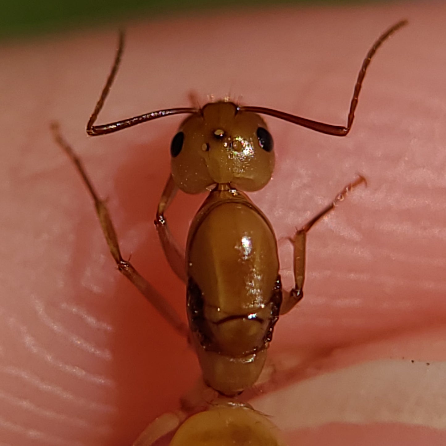 Camponotus fragilis