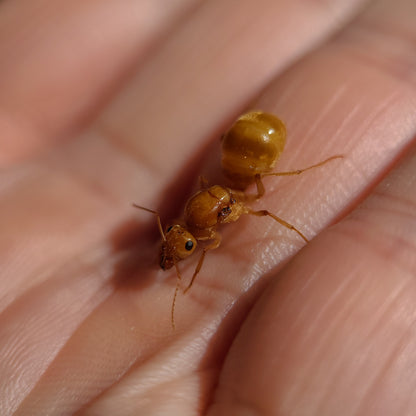 Myrmecocystus mexicanus