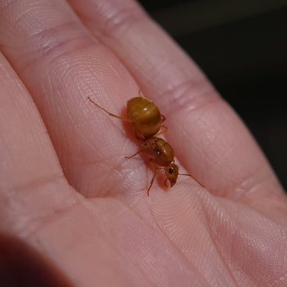 Myrmecocystus mexicanus