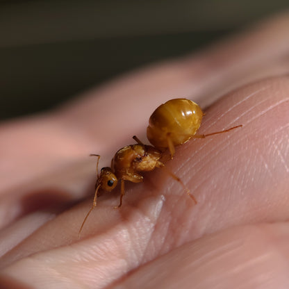 Myrmecocystus mexicanus