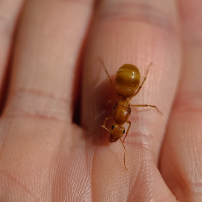 Myrmecocystus mexicanus