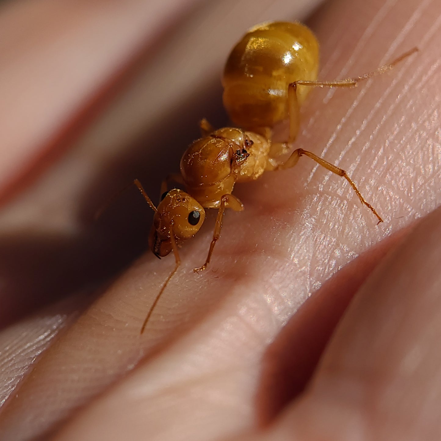 Myrmecocystus mexicanus