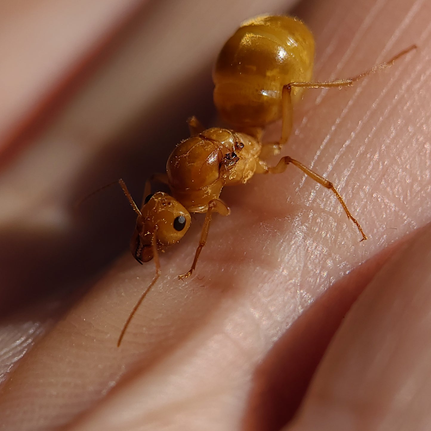 Myrmecocystus mexicanus