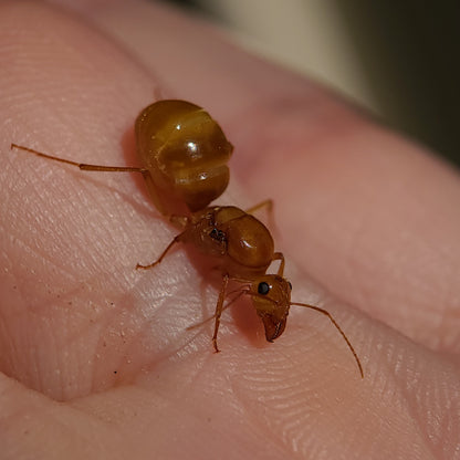 Myrmecocystus mexicanus