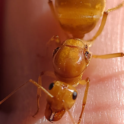 Myrmecocystus mexicanus