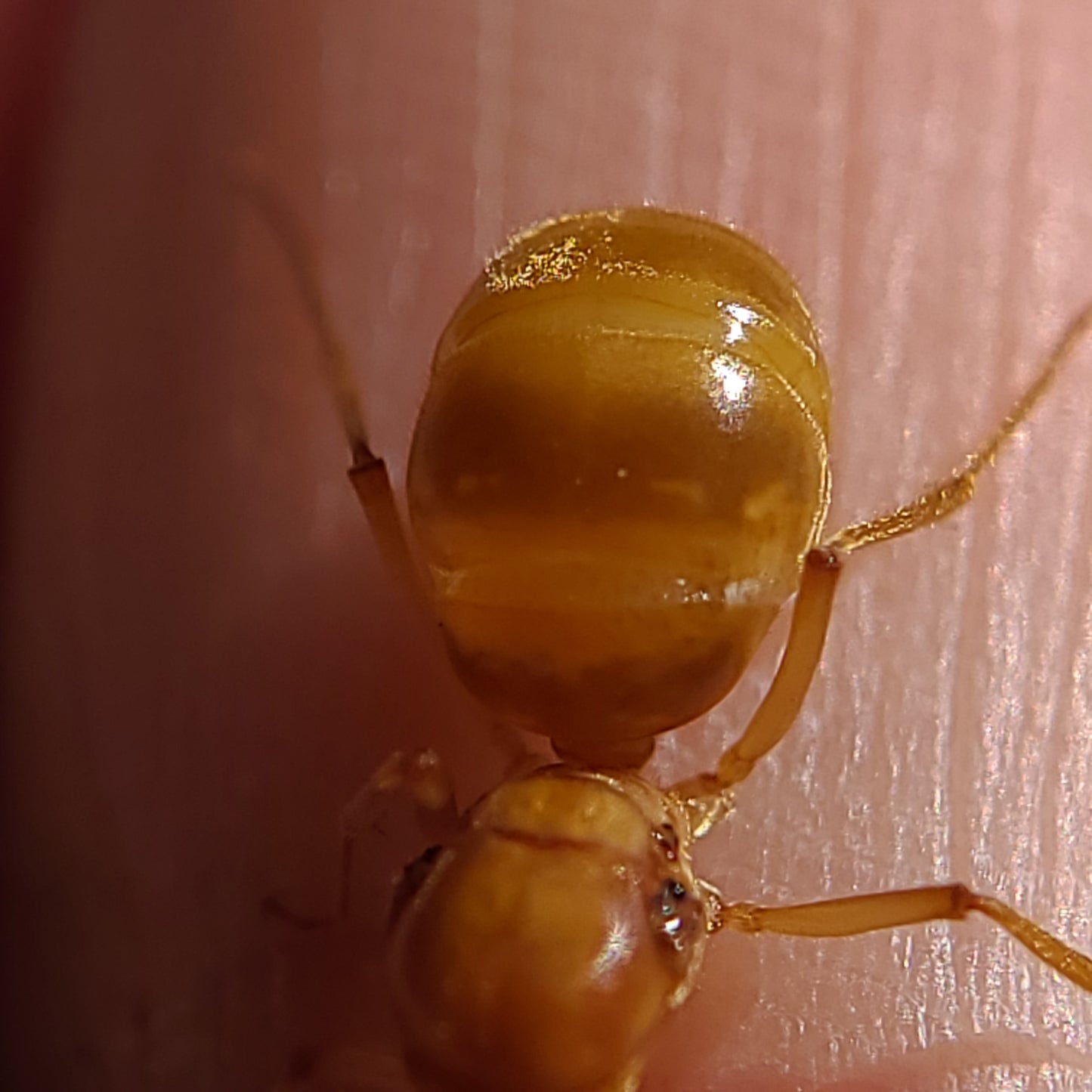 Myrmecocystus mexicanus