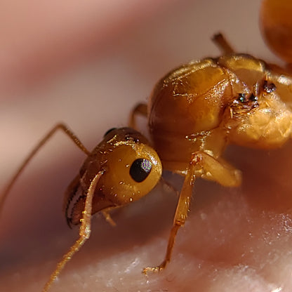 Myrmecocystus mexicanus