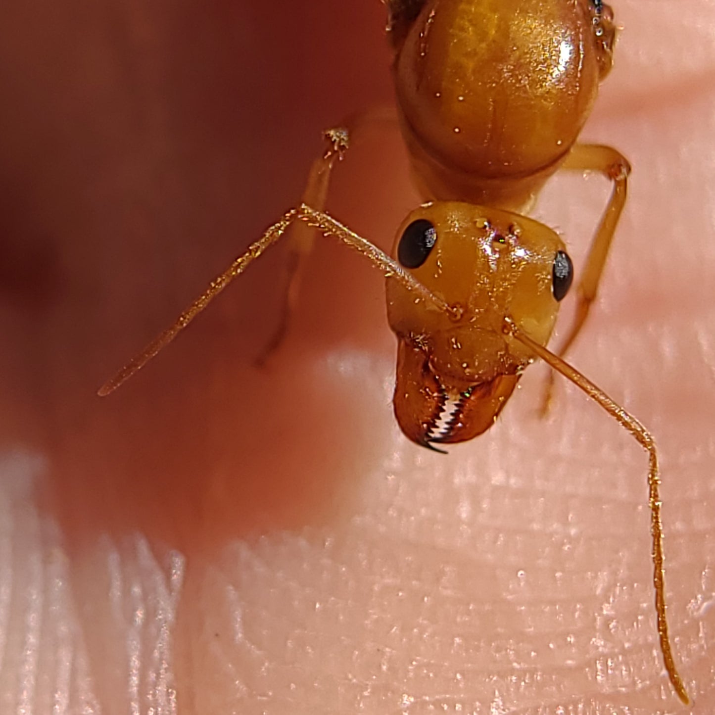 Myrmecocystus mexicanus