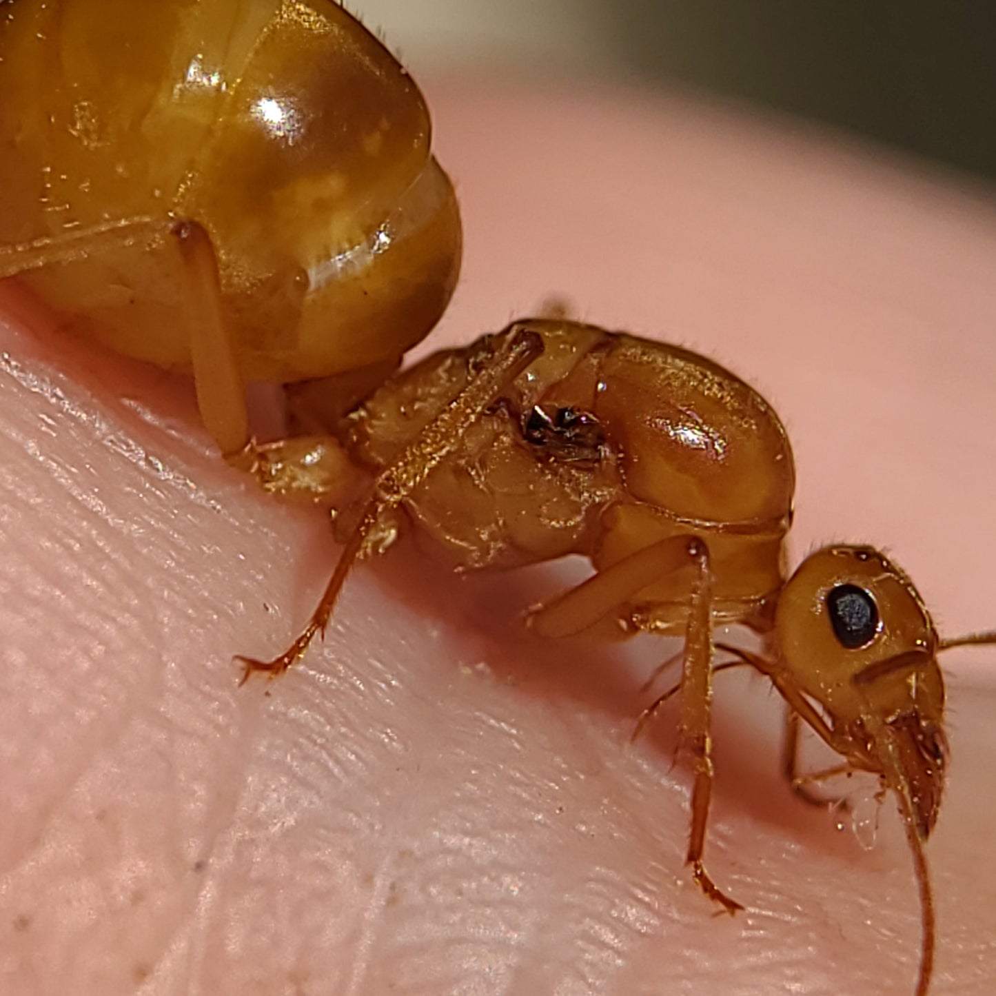 Myrmecocystus mexicanus