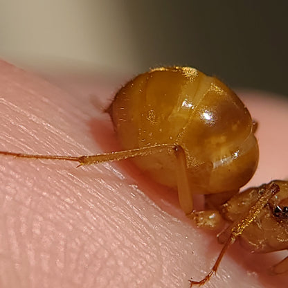 Myrmecocystus mexicanus