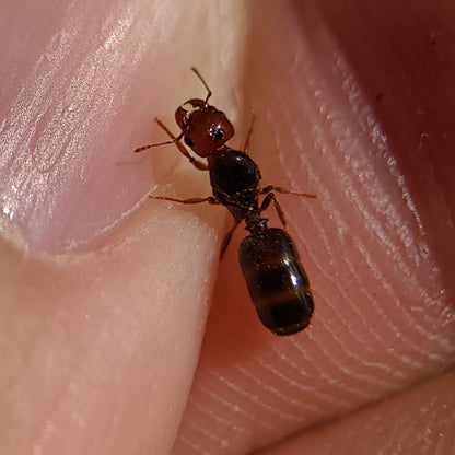 Pheidole xerophila