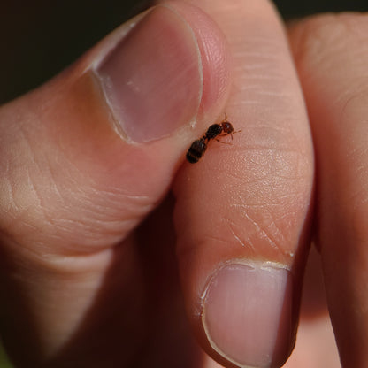 Pheidole xerophila