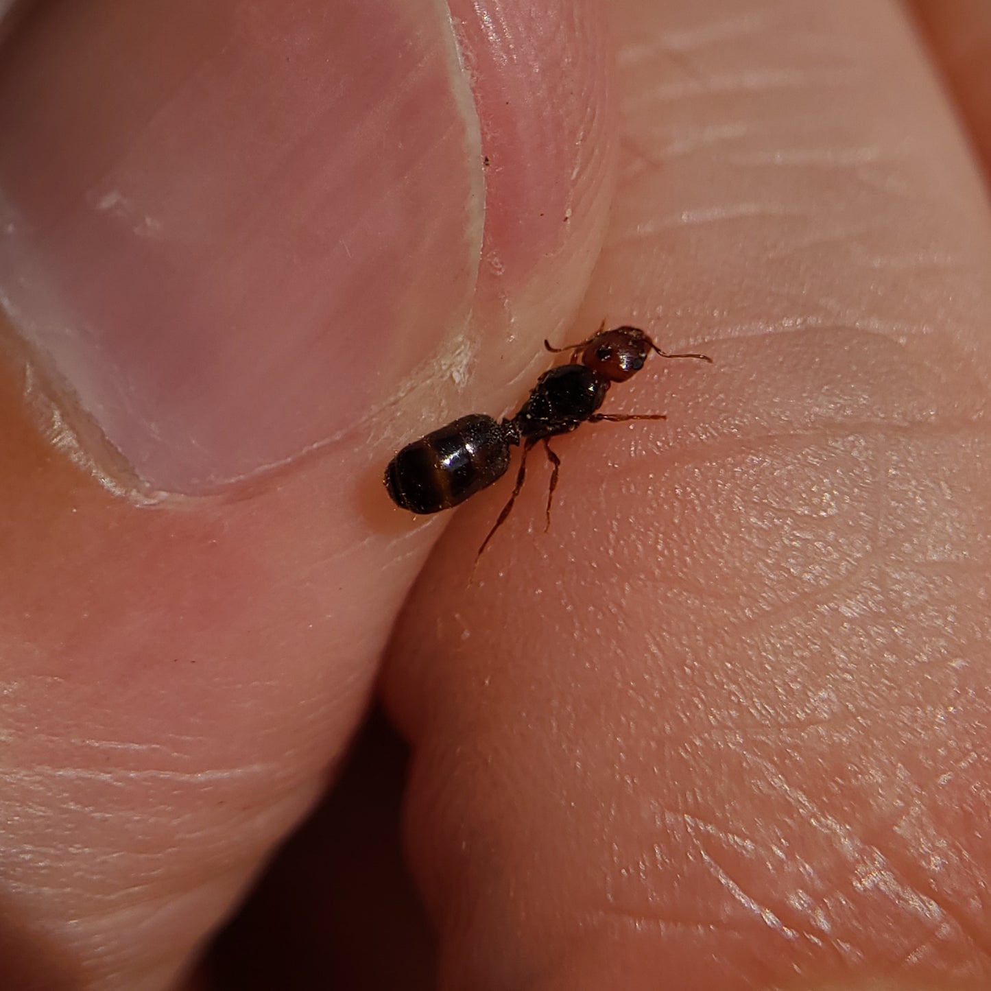 Pheidole xerophila