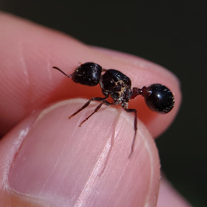 Pogonomyrmex rugosus "black"