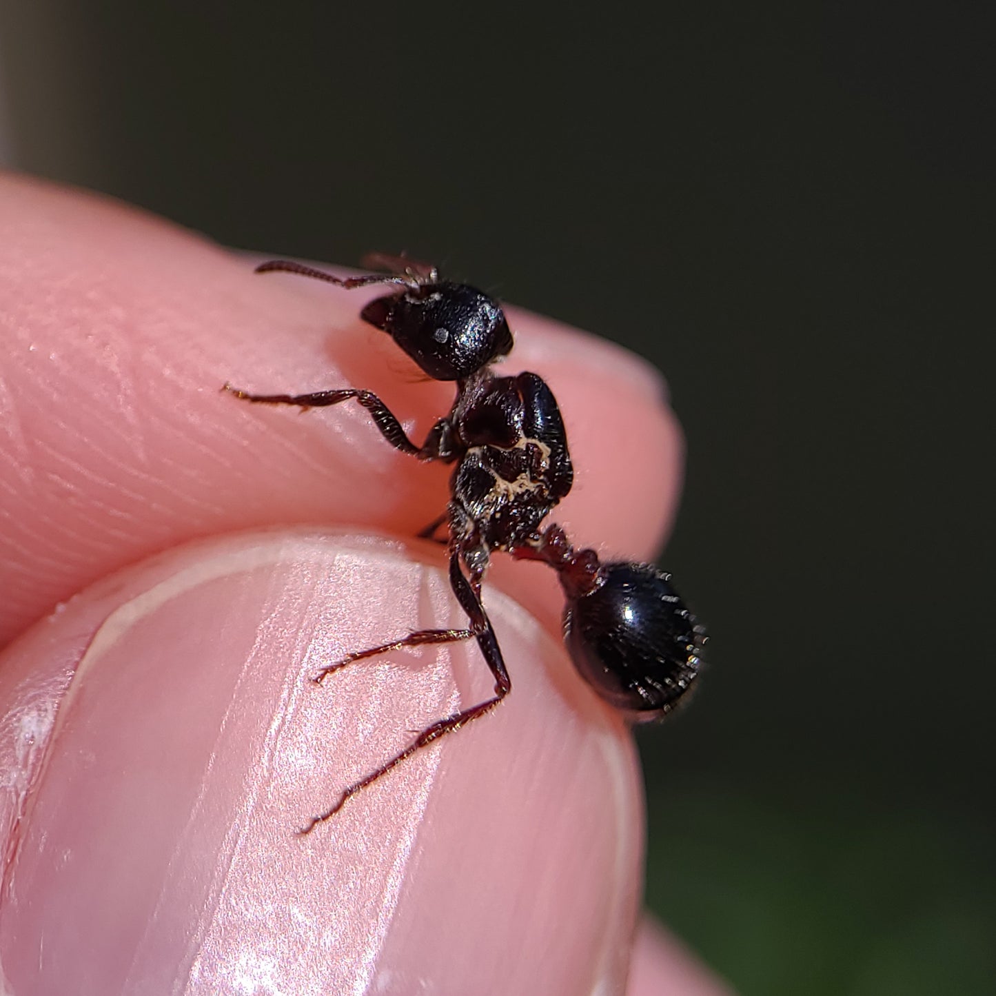 Pogonomyrmex rugosus "black"