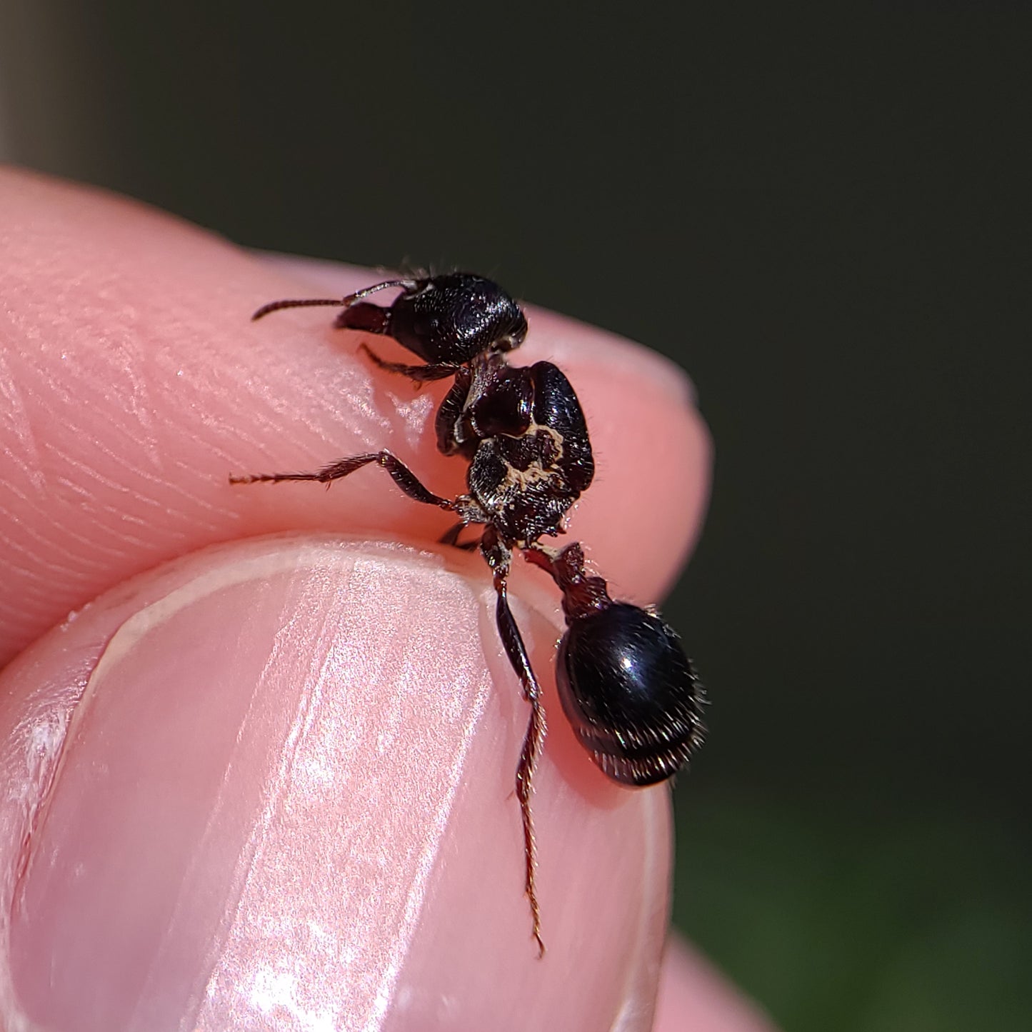 Pogonomyrmex rugosus "black"