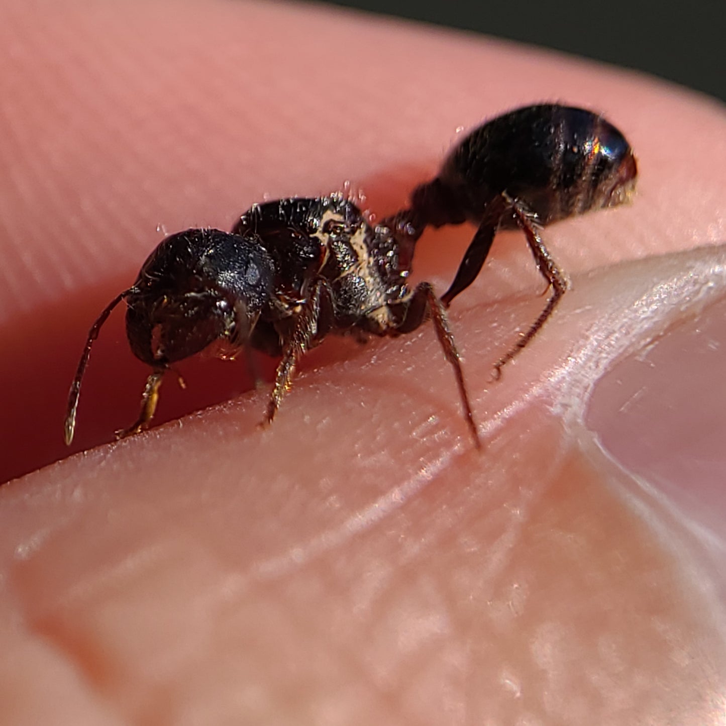 Pogonomyrmex rugosus "black"