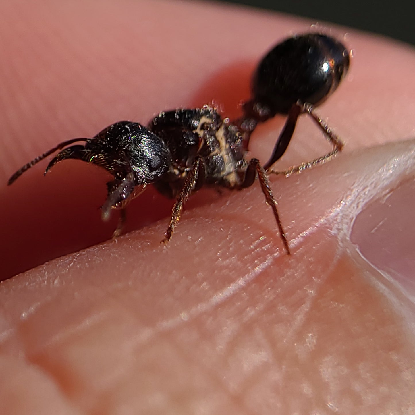 Pogonomyrmex rugosus "black"