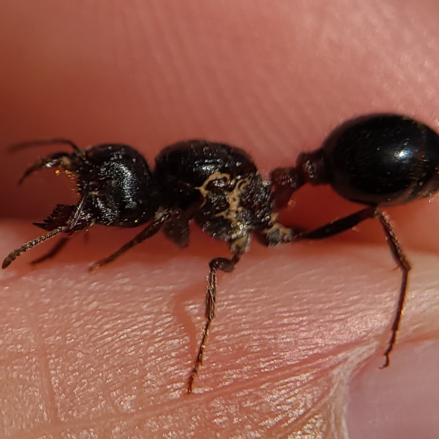 Pogonomyrmex rugosus "black"