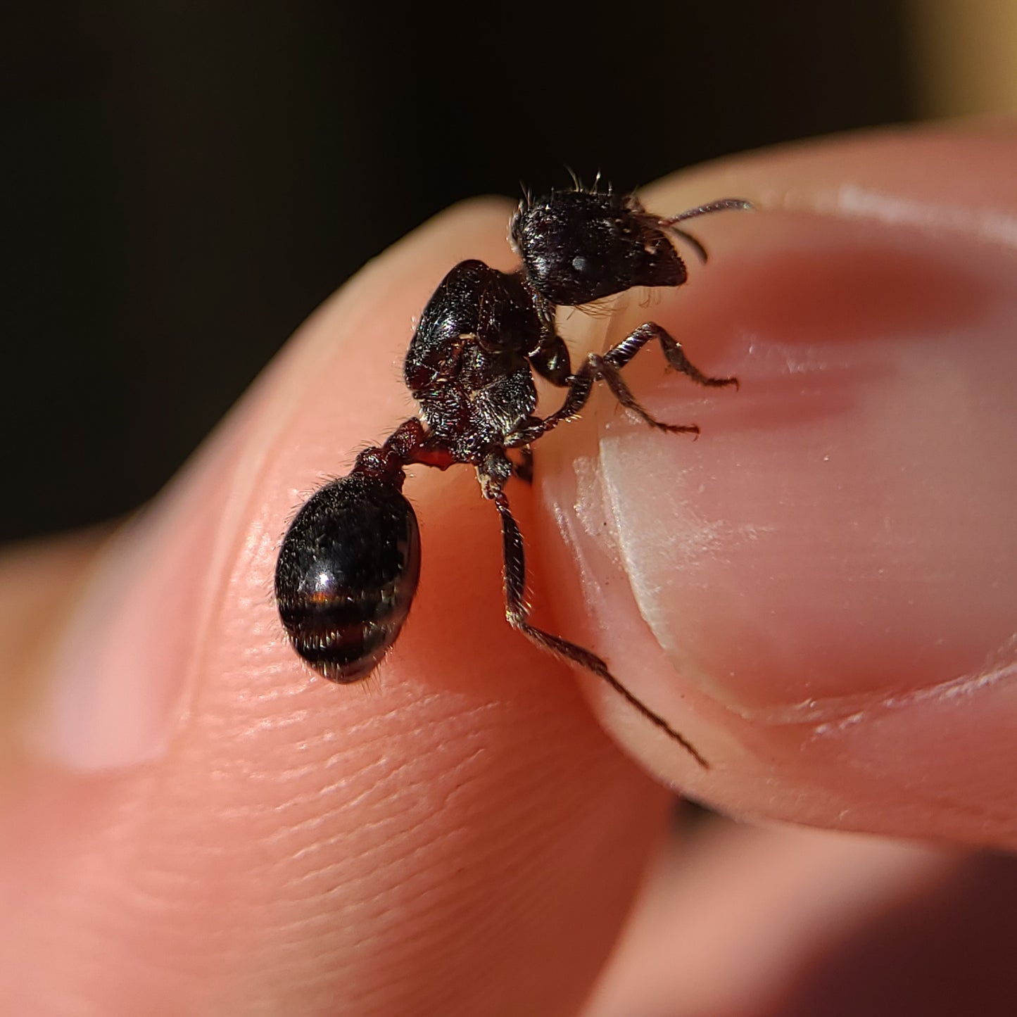 Pogonomyrmex rugosus "black"