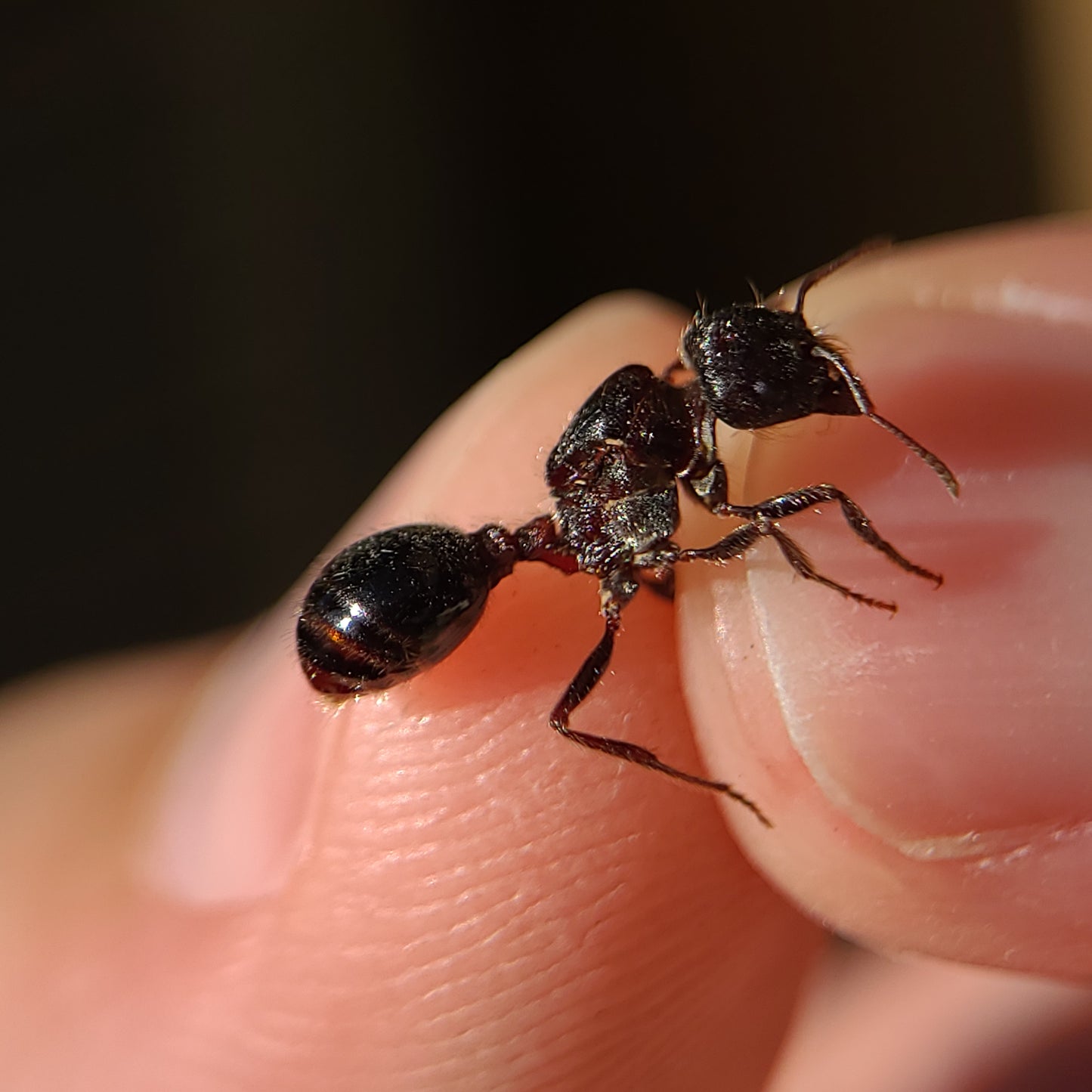 Pogonomyrmex rugosus "black"