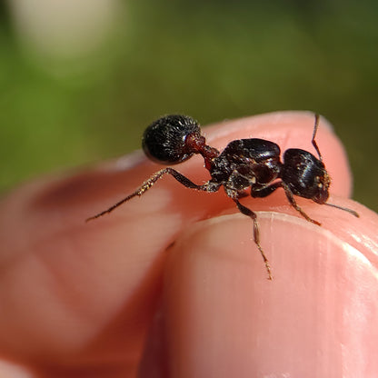 Pogonomyrmex rugosus "black"