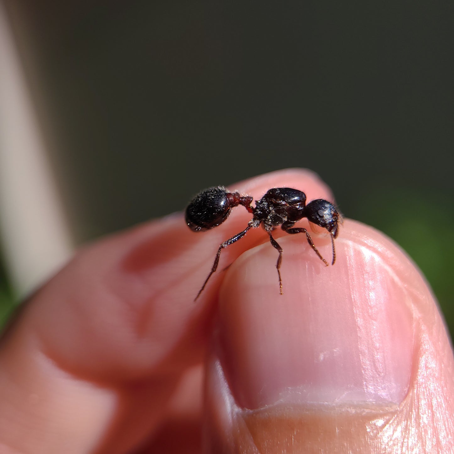 Pogonomyrmex rugosus "black"