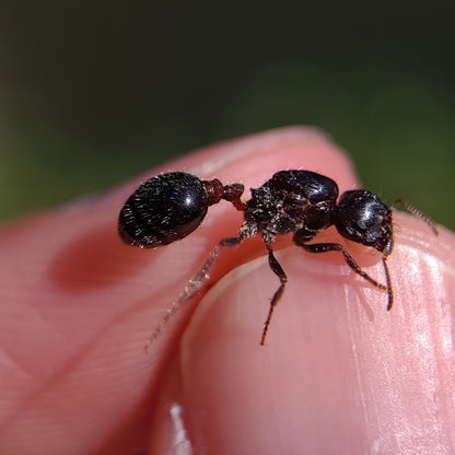 Pogonomyrmex rugosus "black"