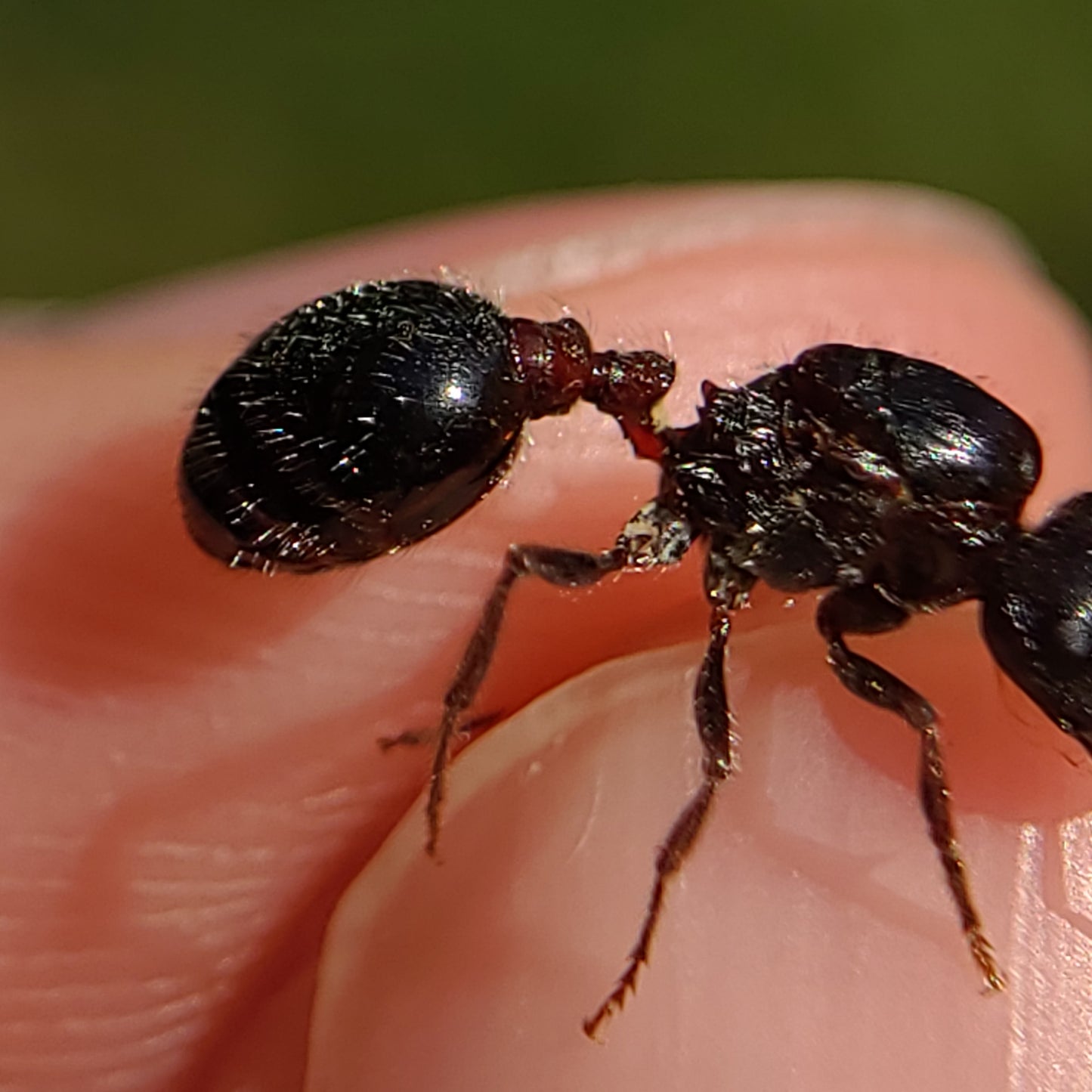 Pogonomyrmex rugosus "black"