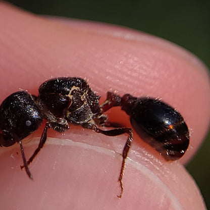 Pogonomyrmex rugosus "black"