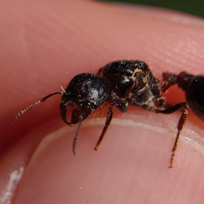 Pogonomyrmex rugosus "black"