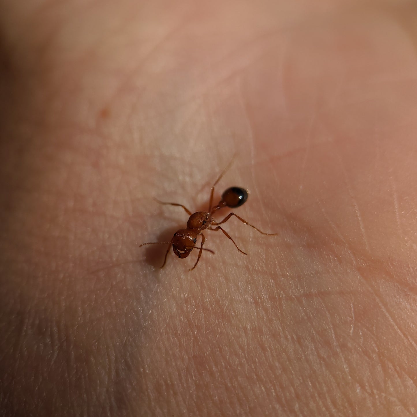 Pogonomyrmex californicus "bicolor"