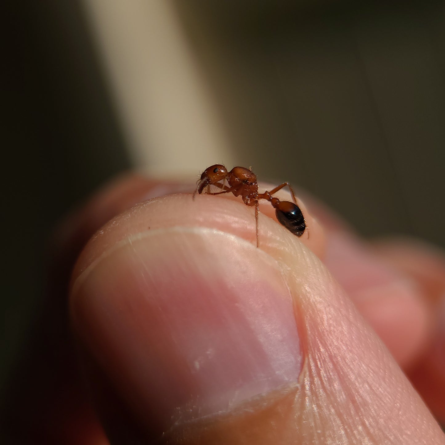 Pogonomyrmex californicus "bicolor"