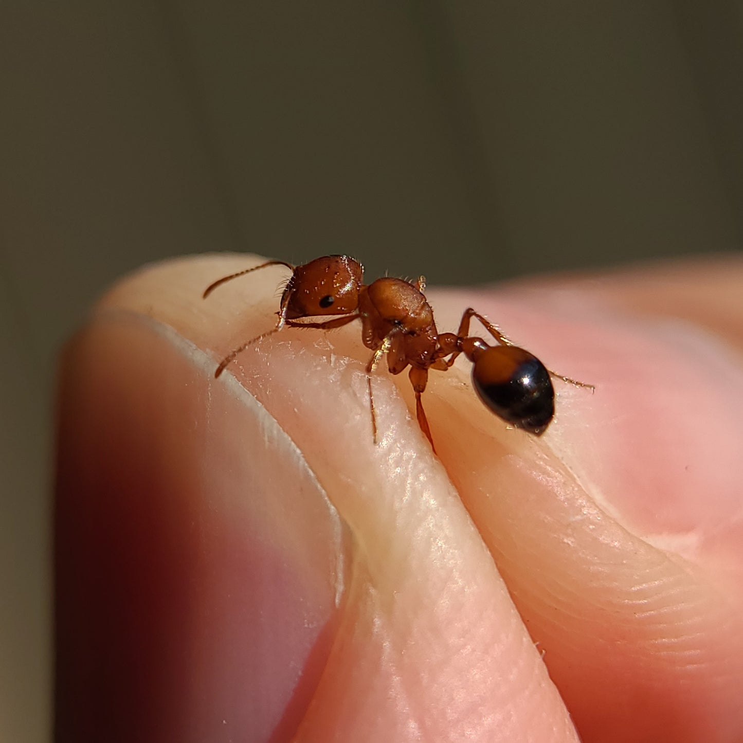 Pogonomyrmex californicus "bicolor"