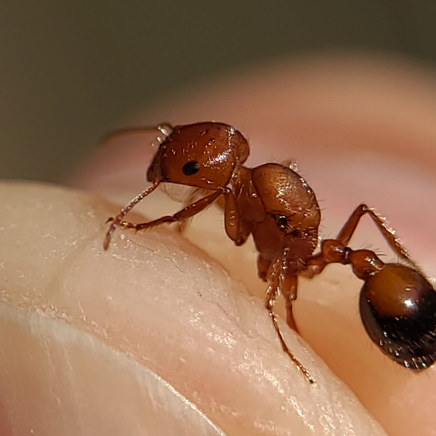 Pogonomyrmex californicus "bicolor"