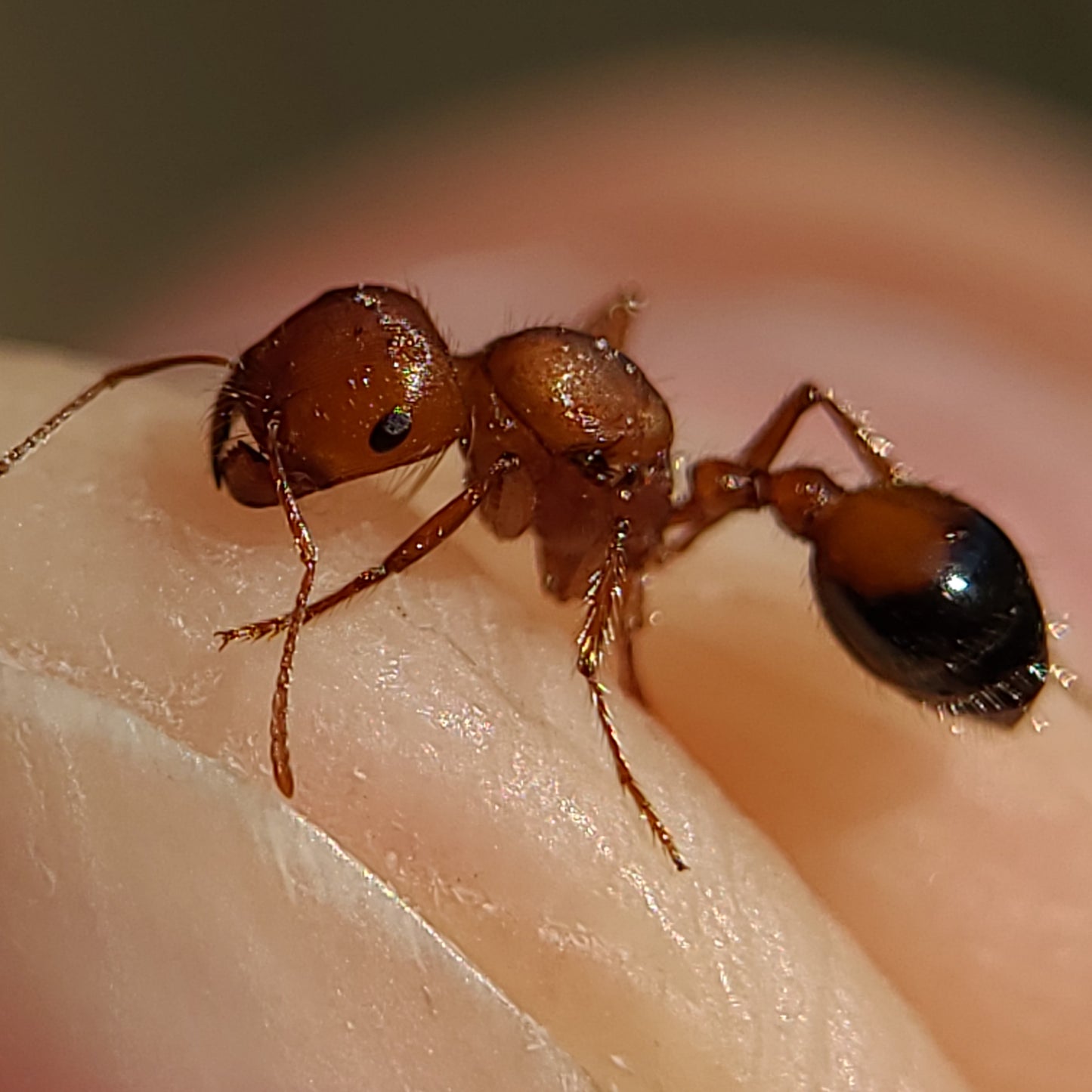 Pogonomyrmex californicus "bicolor"