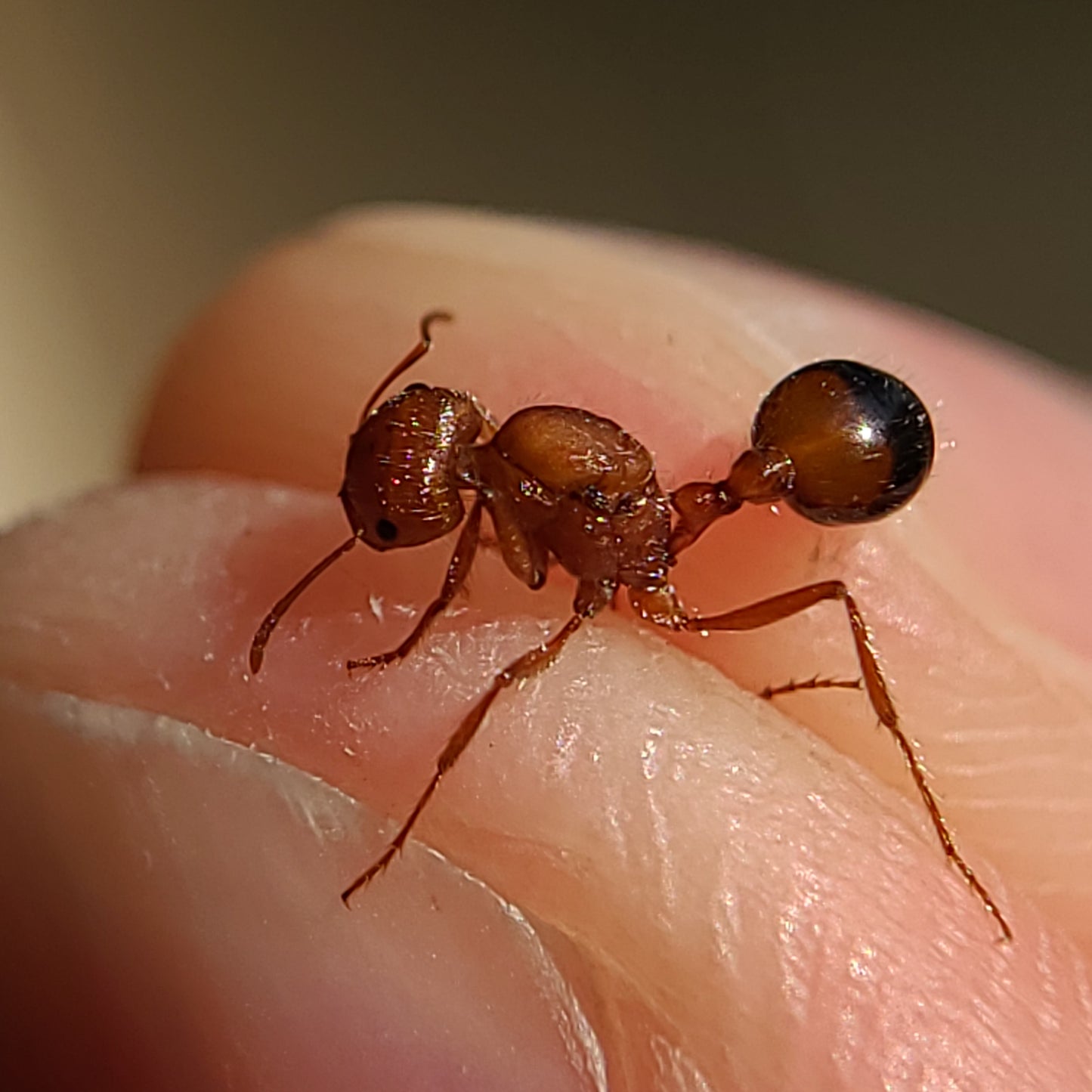 Pogonomyrmex californicus "bicolor"