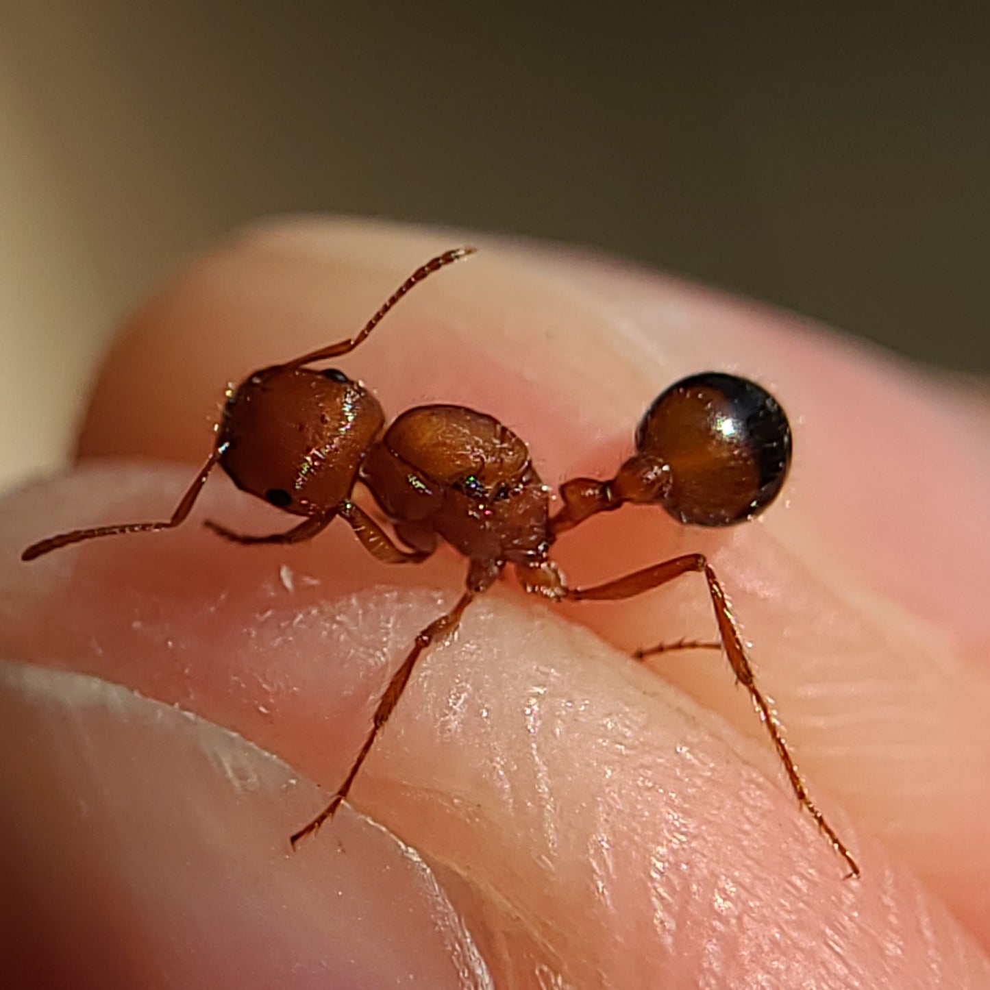 Pogonomyrmex californicus "bicolor"