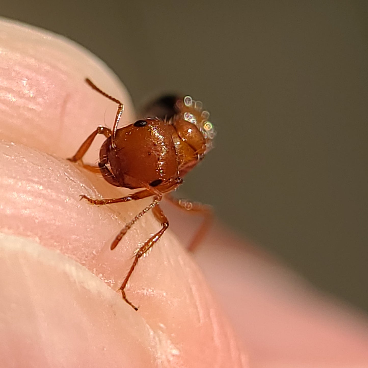 Pogonomyrmex californicus "bicolor"