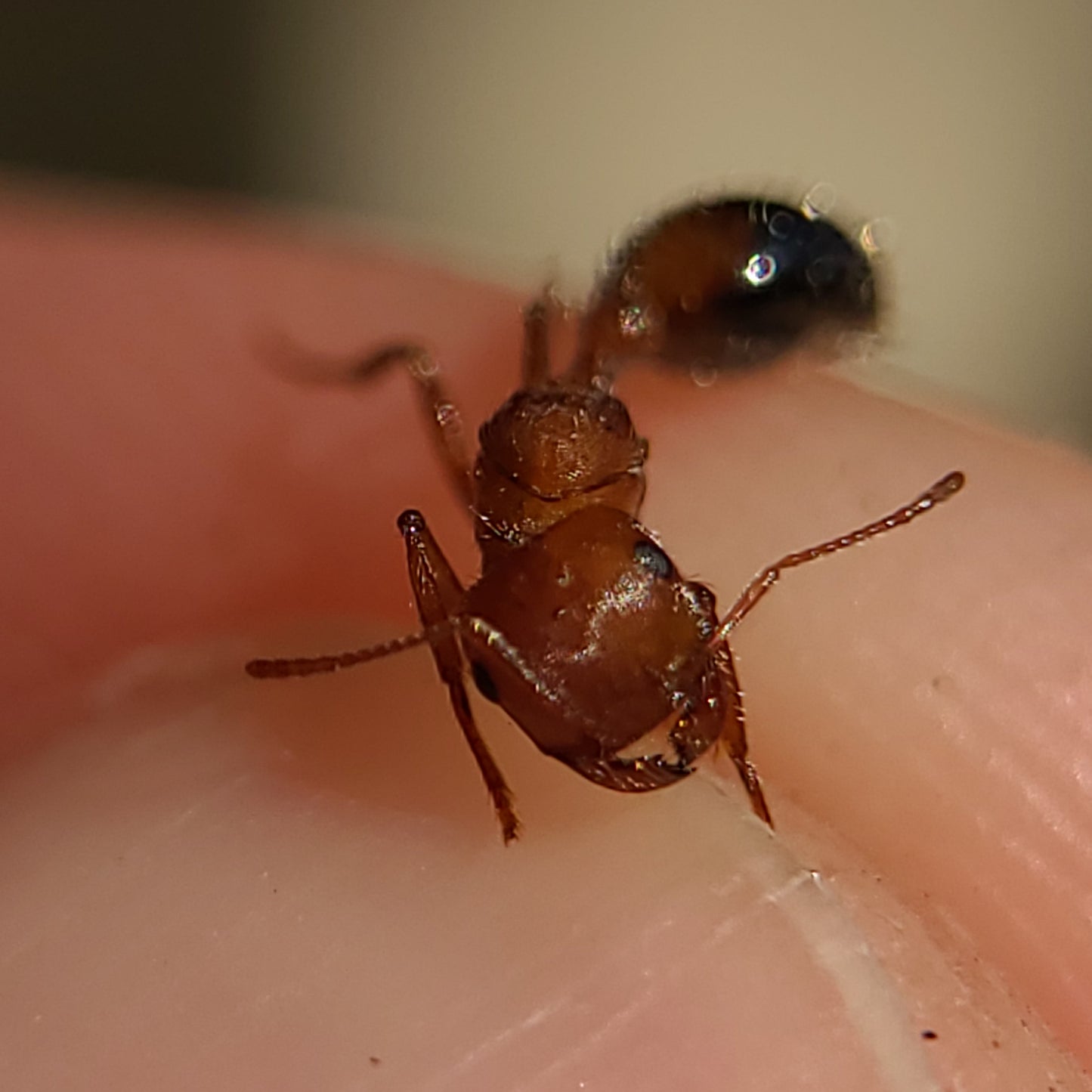 Pogonomyrmex californicus "bicolor"