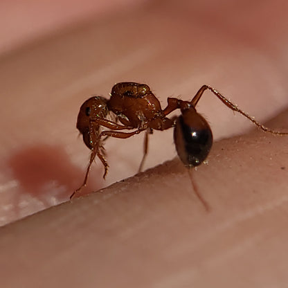 Pogonomyrmex californicus "bicolor"