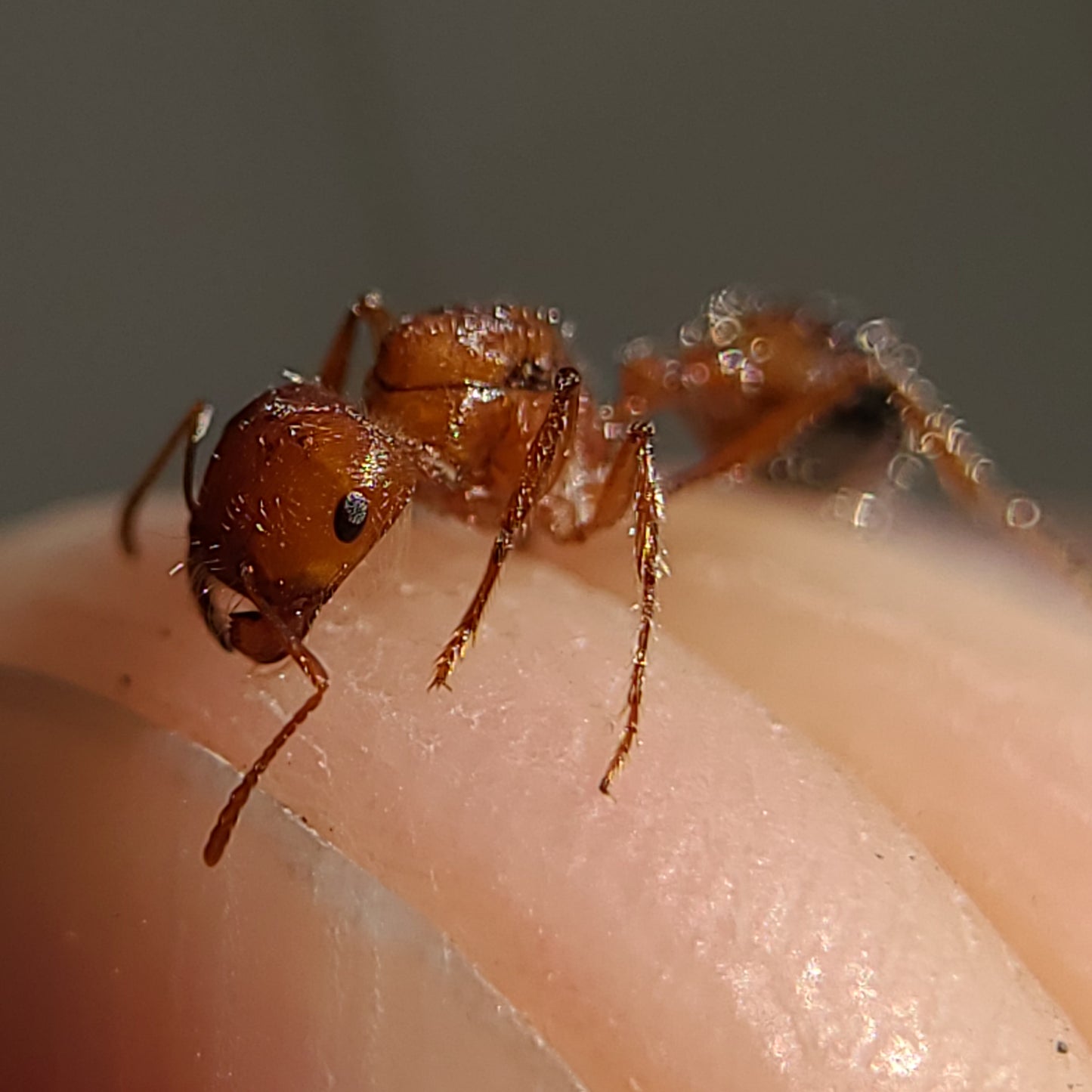 Pogonomyrmex californicus "bicolor"