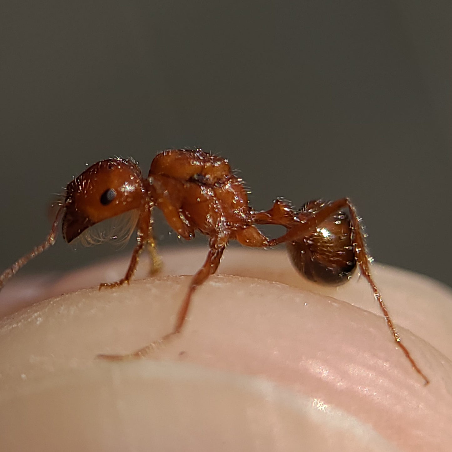 Pogonomyrmex californicus "bicolor"