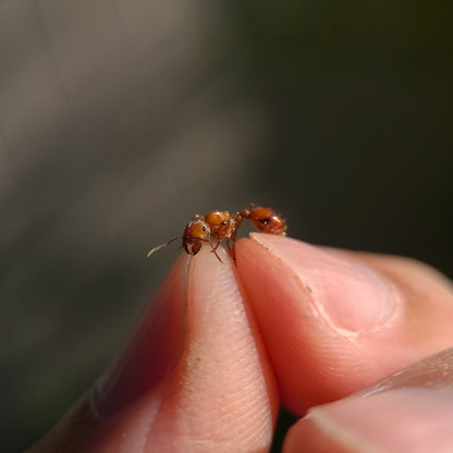 Pogonomyrmex californicus (polygynous colonies available)