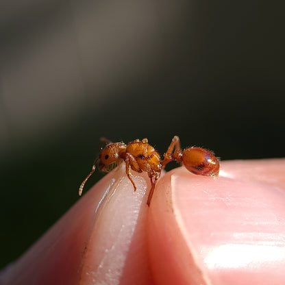 Pogonomyrmex californicus (polygynous colonies available)