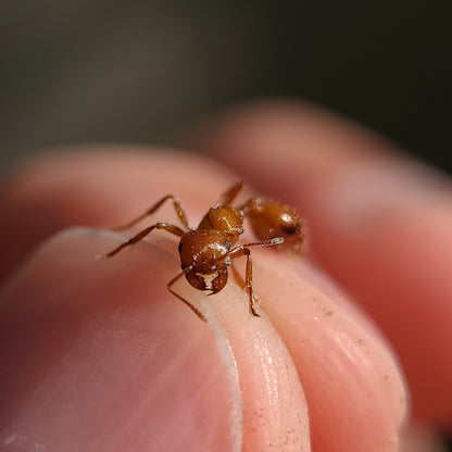 Pogonomyrmex californicus (polygynous colonies available)