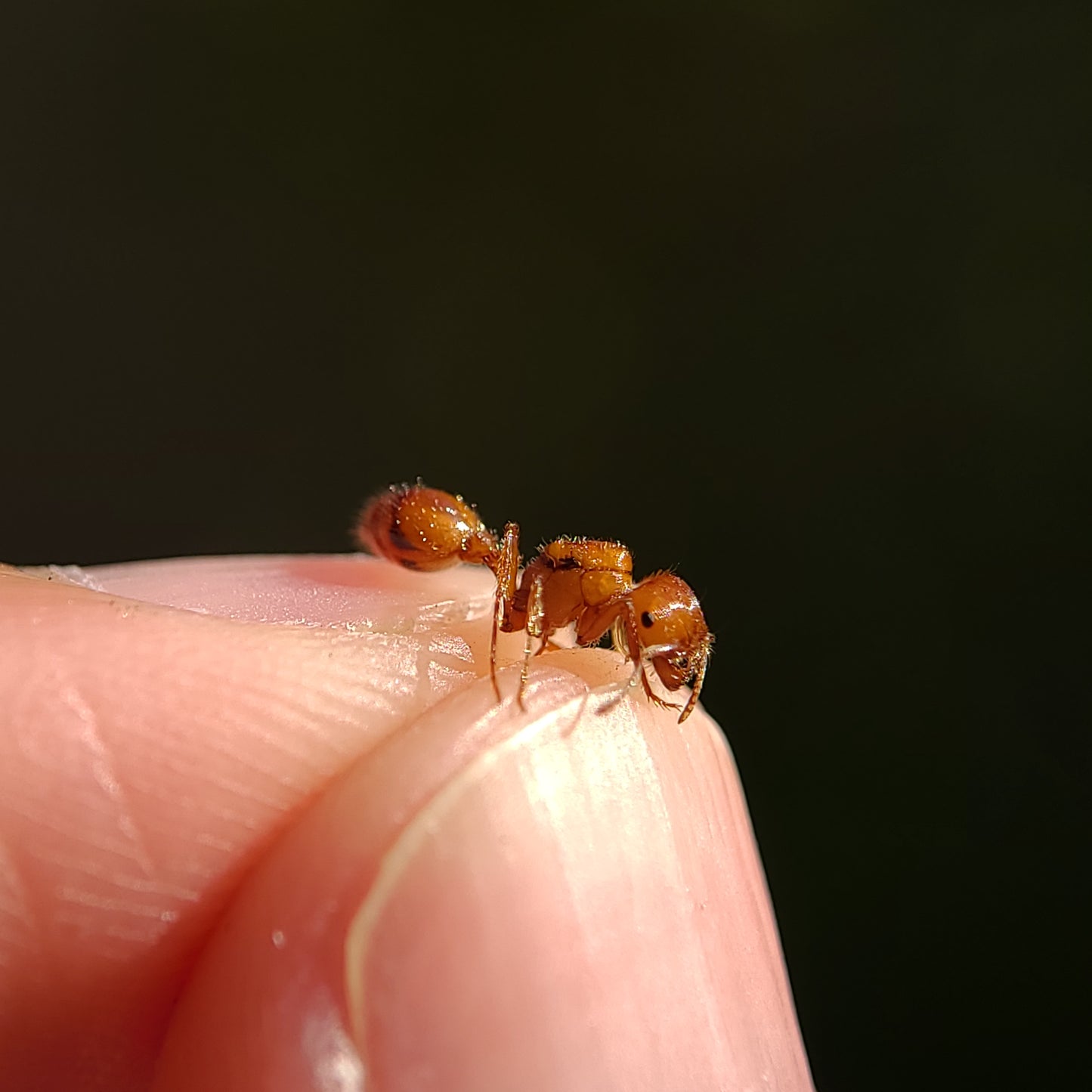 Pogonomyrmex californicus (polygynous colonies available)